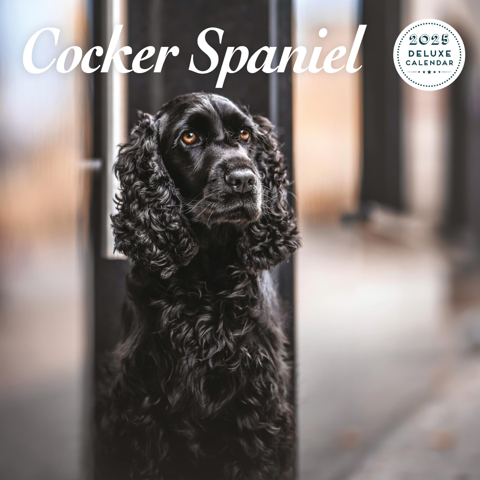Calendario Deluxe 2025 Cocker Spaniel (H6l)