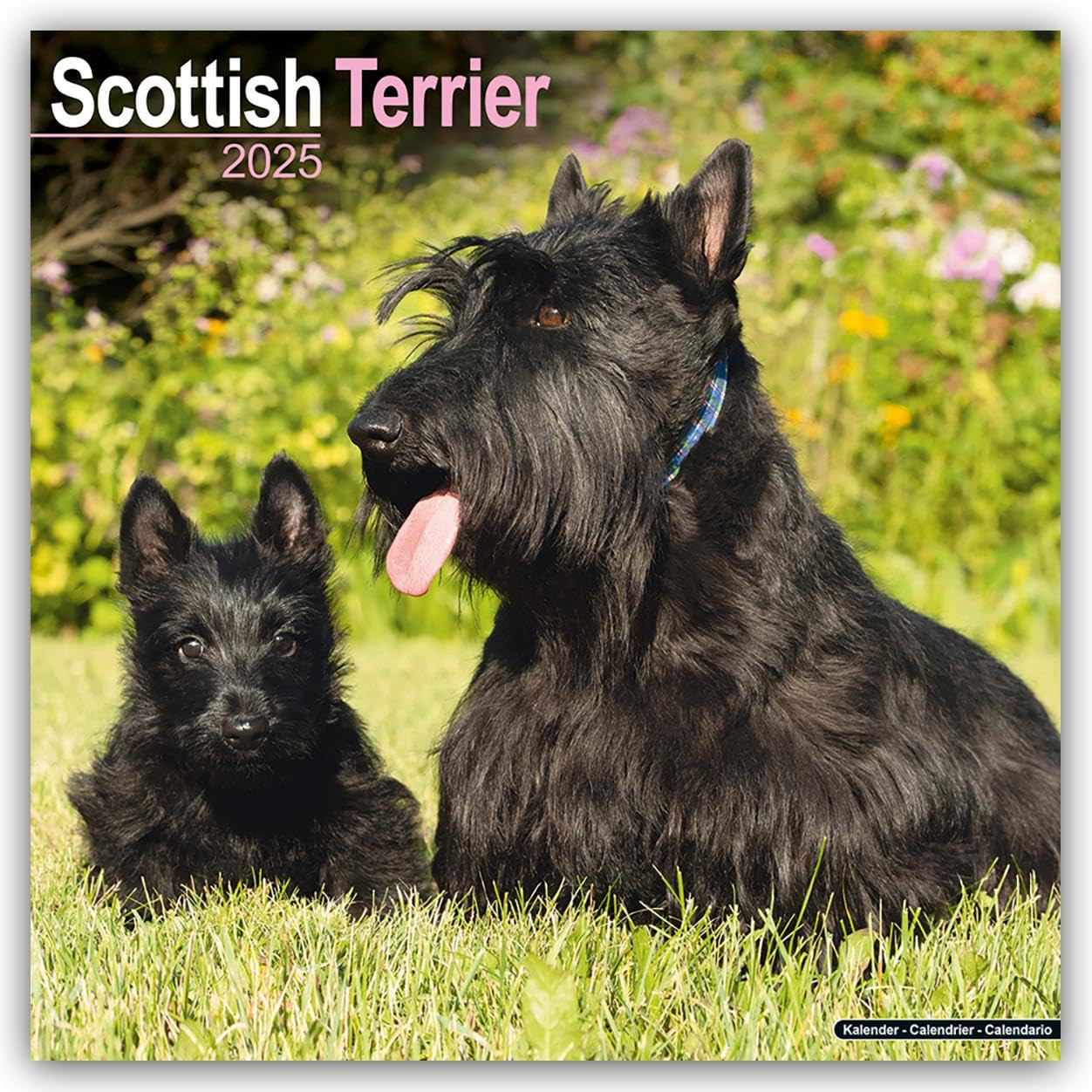Scottish Terrier 2025 Square Wall Calendar | Dog Breed Calendar: Original (k0z)