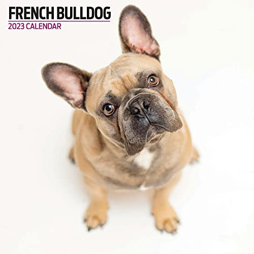 Magnet & Steel French Bulldog 2023 - Calendario moderno, multicolore (K1v)