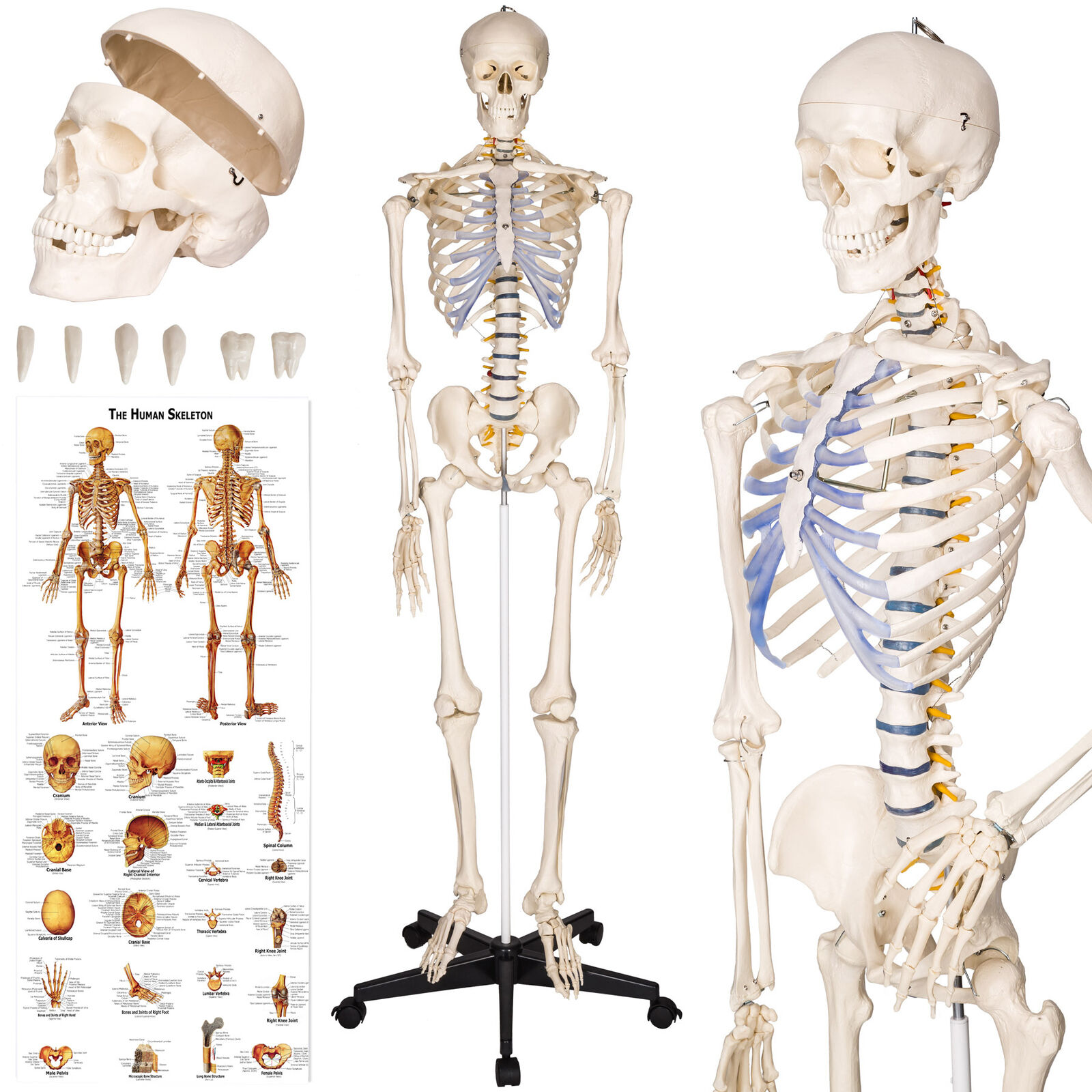 MODELLO MEDICO SCHELETRO UMANO 181CM GRANDEZZA NATURALE + POSTER nuovo
