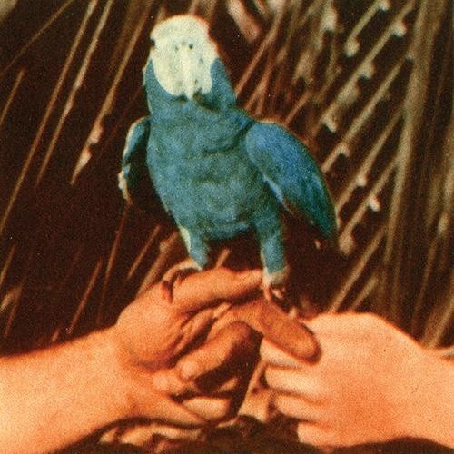 Are You Serious by Andrew Bird