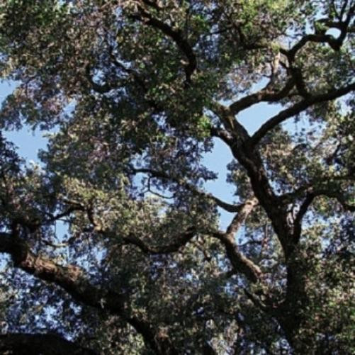 Charles Manson Trees (Green) (Vinyl LP)