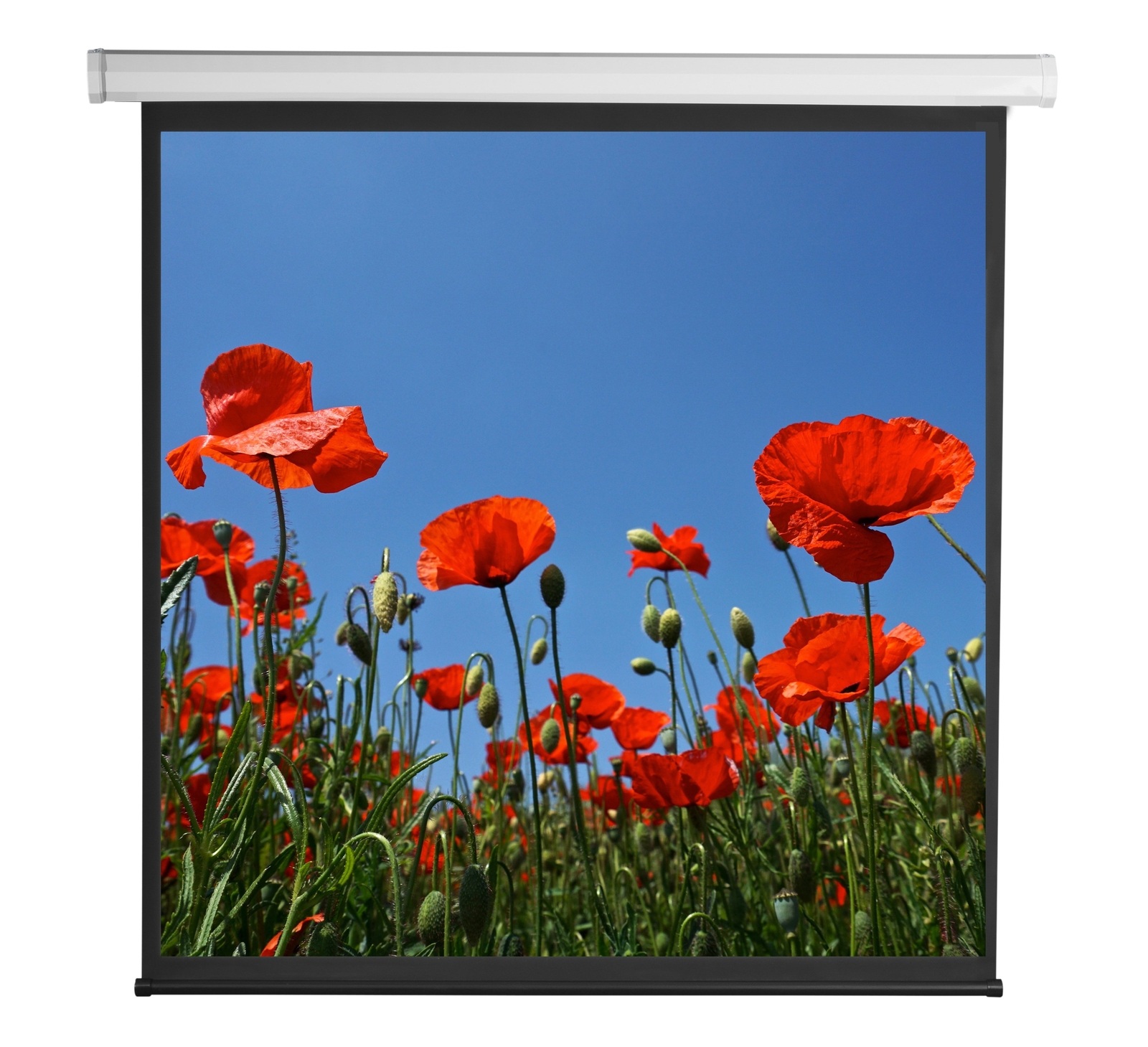 Sbox Schermo di Proiezione Motorizzato 112'' 200x200 PSA-112-2