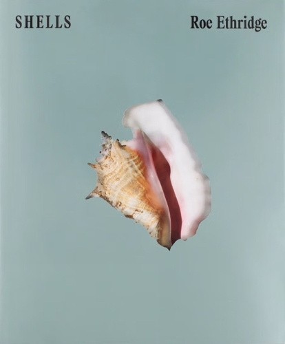 SHELLS by Roe Ethridge