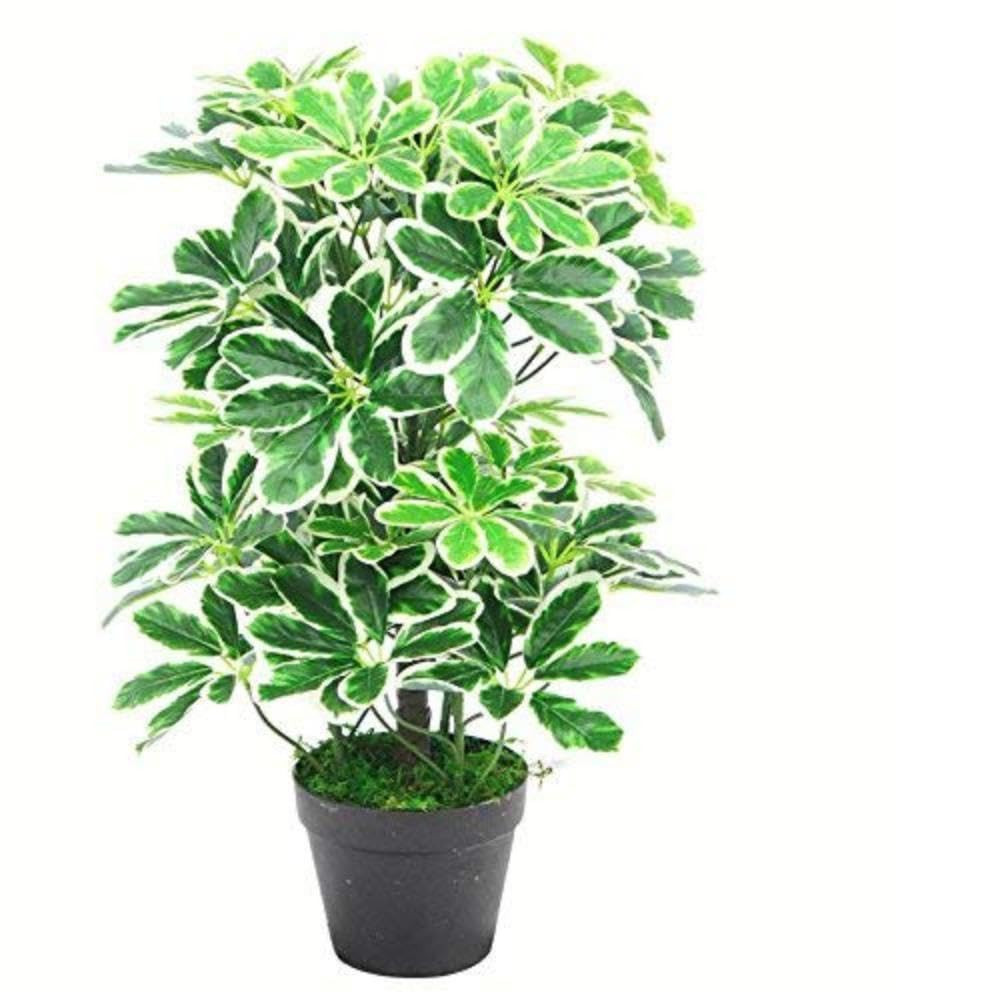 Leaf Schefflera arboricola artificiale (pianta ombrello), in vaso di (J5Q)