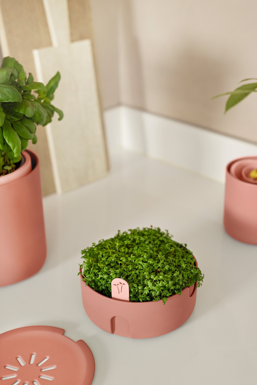 magic microgreens mou terra elho