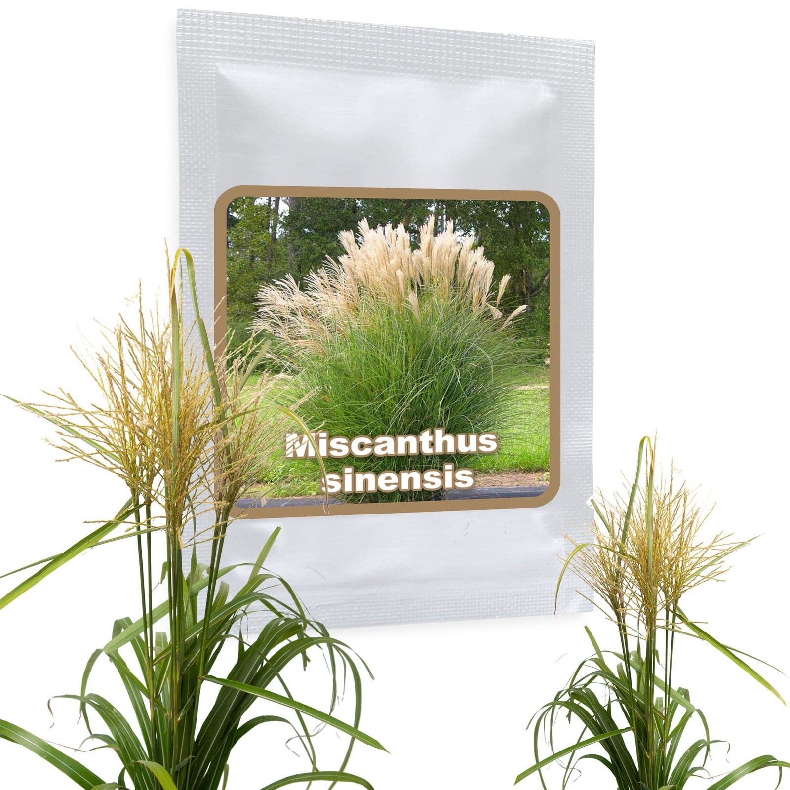 Erba di argento Gigante (Miscanthus sinensis) ca.150 semi - Splendida (u7Q)