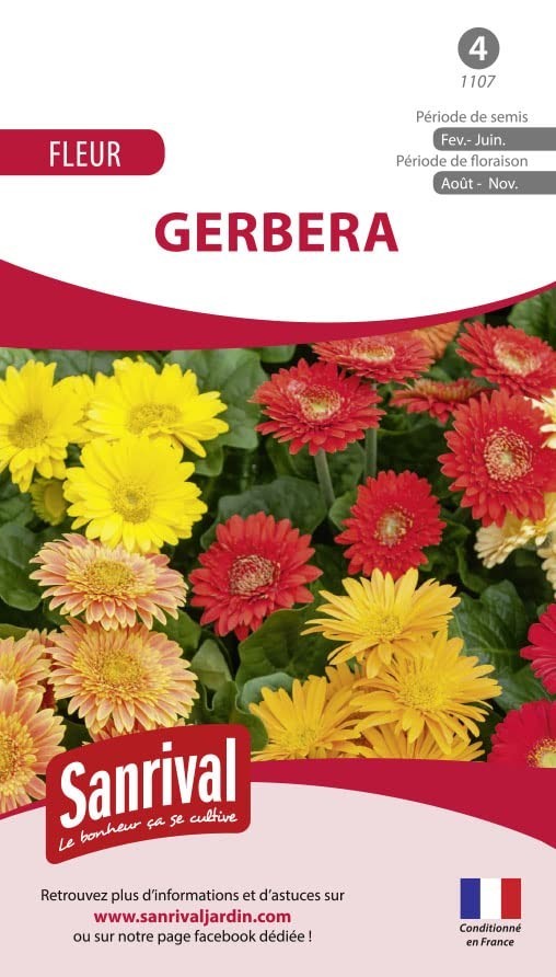 Sanrival Gerbera miscela di Fiorista (q4a)