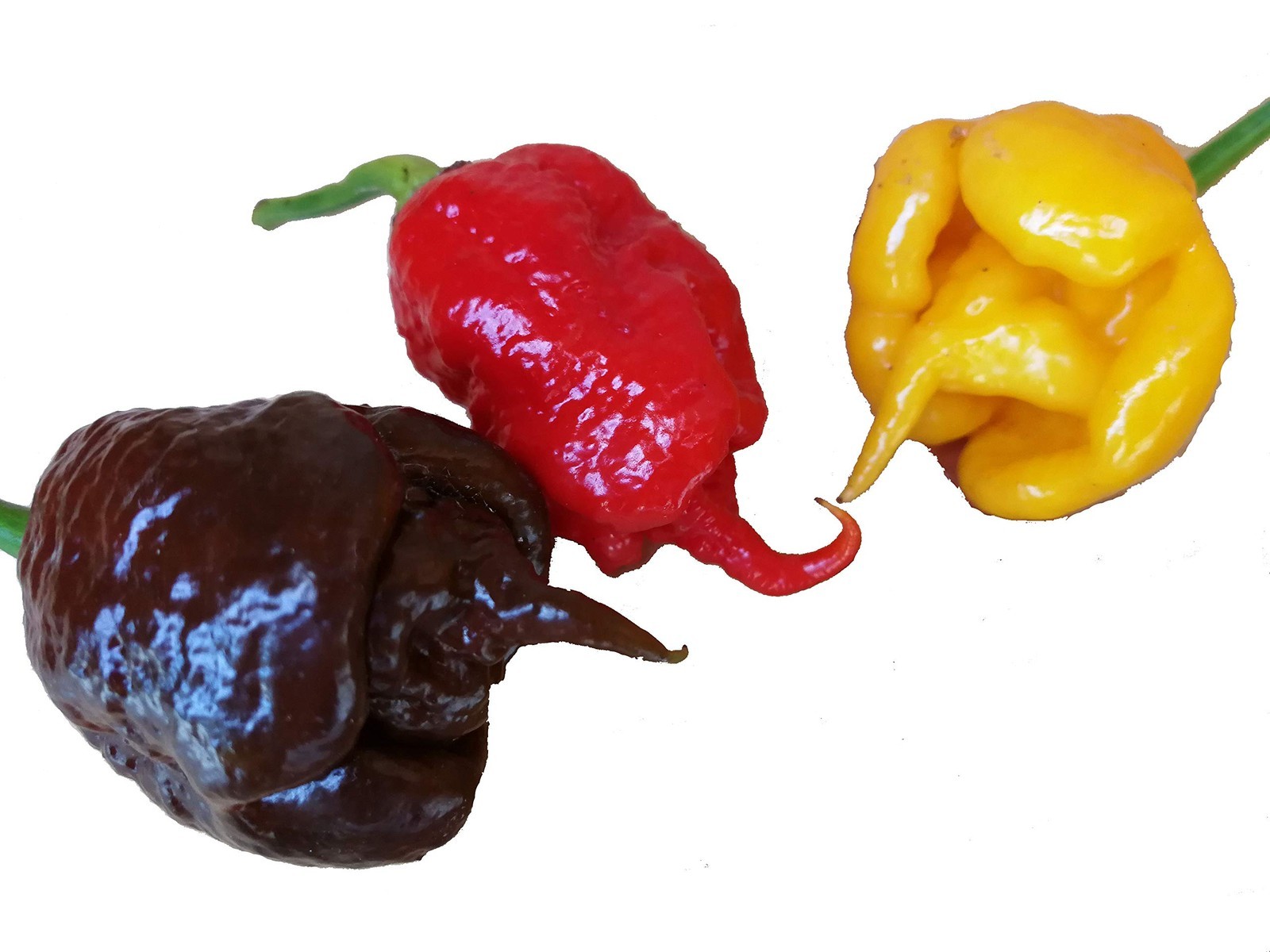 30 SEMI DI PEPERONCINO CAROLINA REAPER RED CHOCOLATE E YELLOW WORLD (V8A)