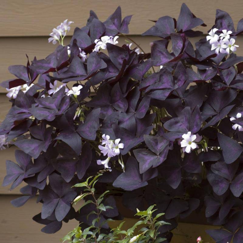 OXALIS TRIANGULARIS LA PIANTA BALLERINA O FARFALLA