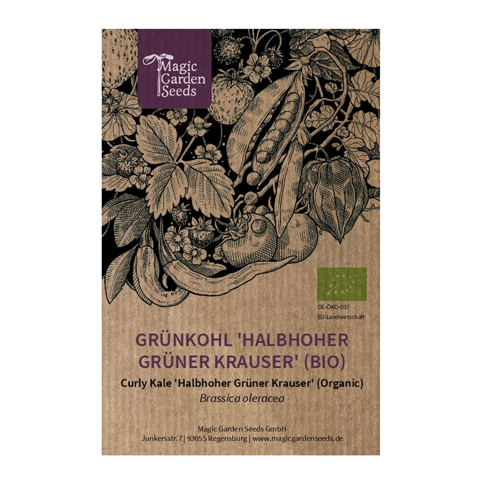 Cavolo riccio 'Halbhoher Grüner Krauser' (Brassica oleracea) biologico - (U0t)