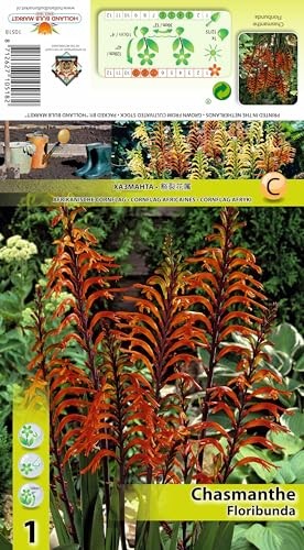 AGRONOM | Chasmanthe - FLORIBUNDA | Una miscela di fiori | Bulbi fiori (M8e)