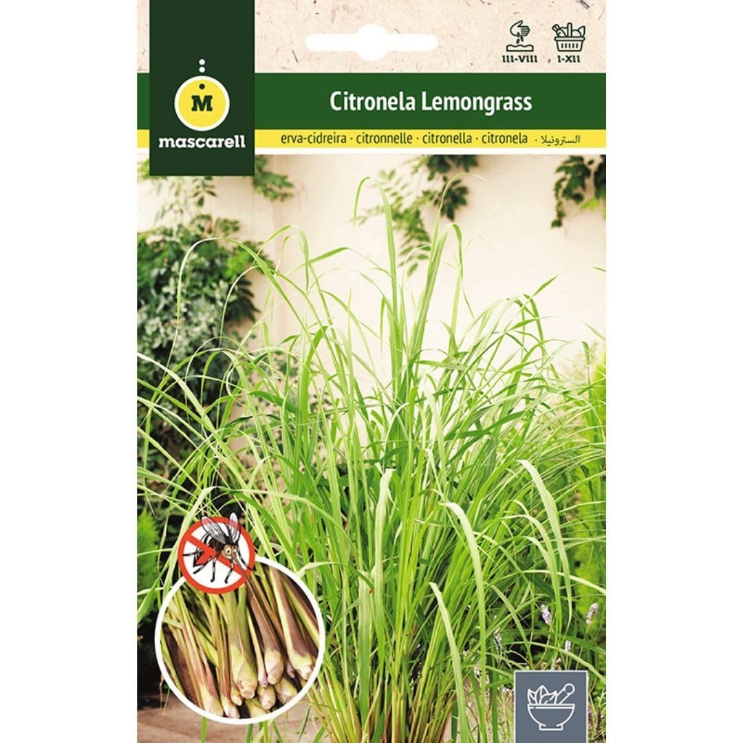 Mascarell Semillas, CITRONELLA (LEMONGRASS), Semi di Erbe da Piantare, (m2K)