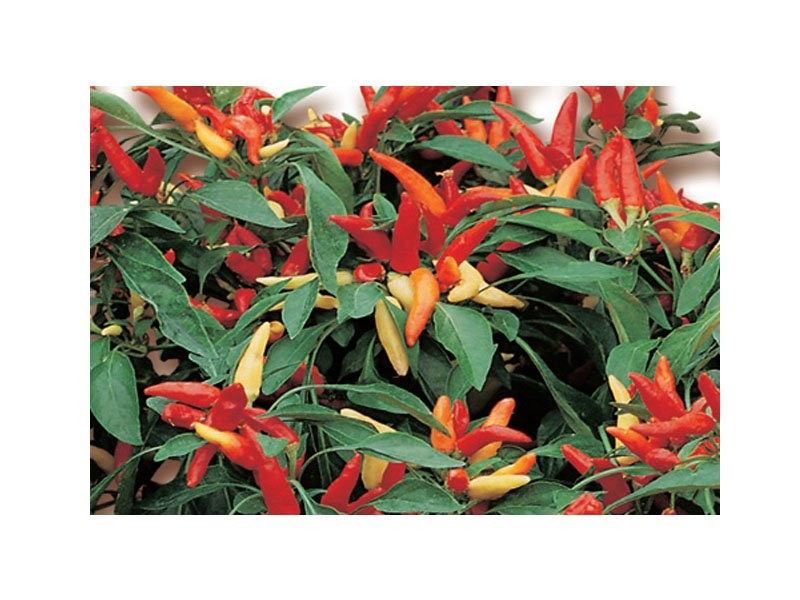 1 PIANTA IN VASO Ø 14CM DI PEPERONCINO PICCANTE FUOCO DELLA PRATERIA ORTOMIO