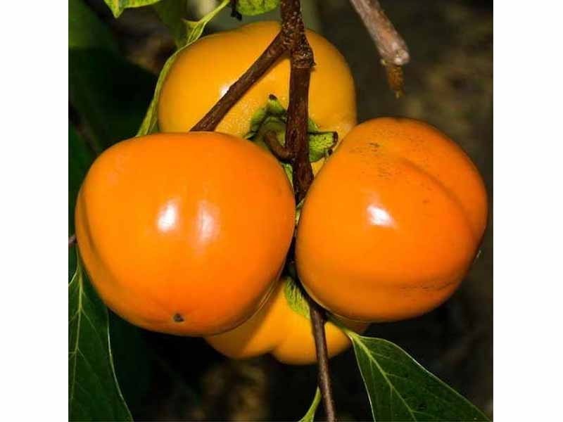 1 PIANTA DI KAKI CACHI MELA ALBERO DA FRUTTO POLPA SODA