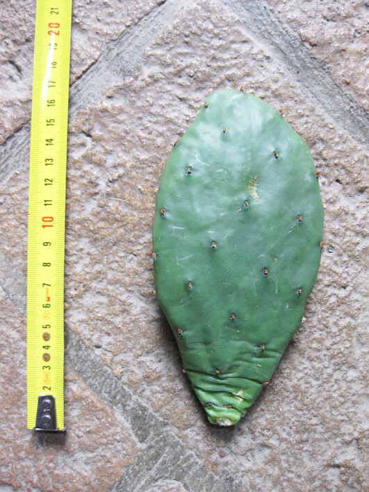 Opuntia humifusa (n.1 pala) 5-20 cm, cactus, pianta grassa winter hard, resisten