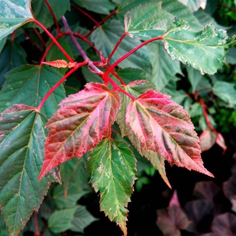 Acer acero red Flamingo pink winter wood - Pianta Vaso 17 H 80 cm Foto Reali
