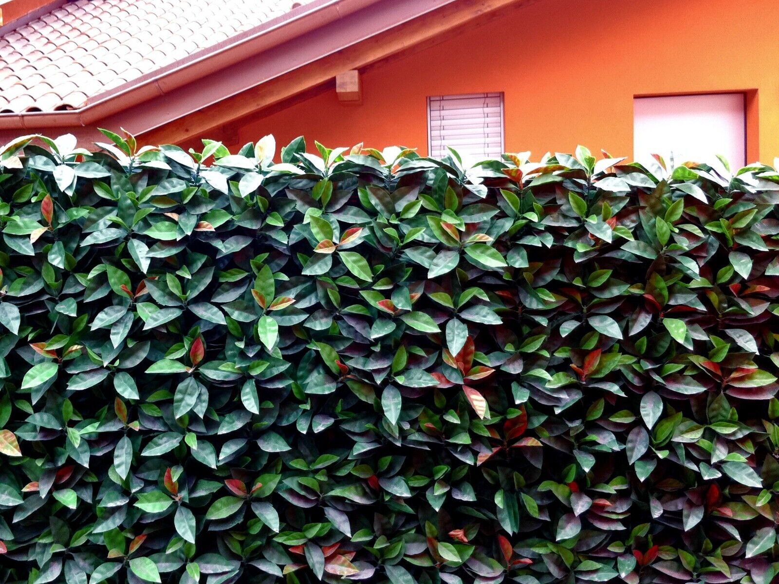 Siepe Finta Artificiale Foglia Photinia Sintetica  - 4 moduli cm 100X100 = 4 m2