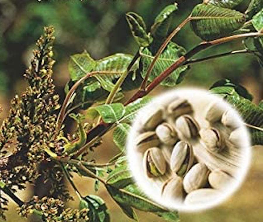 PISTACCHIO (Pistacia vera L.) - SEMI (D5Z)