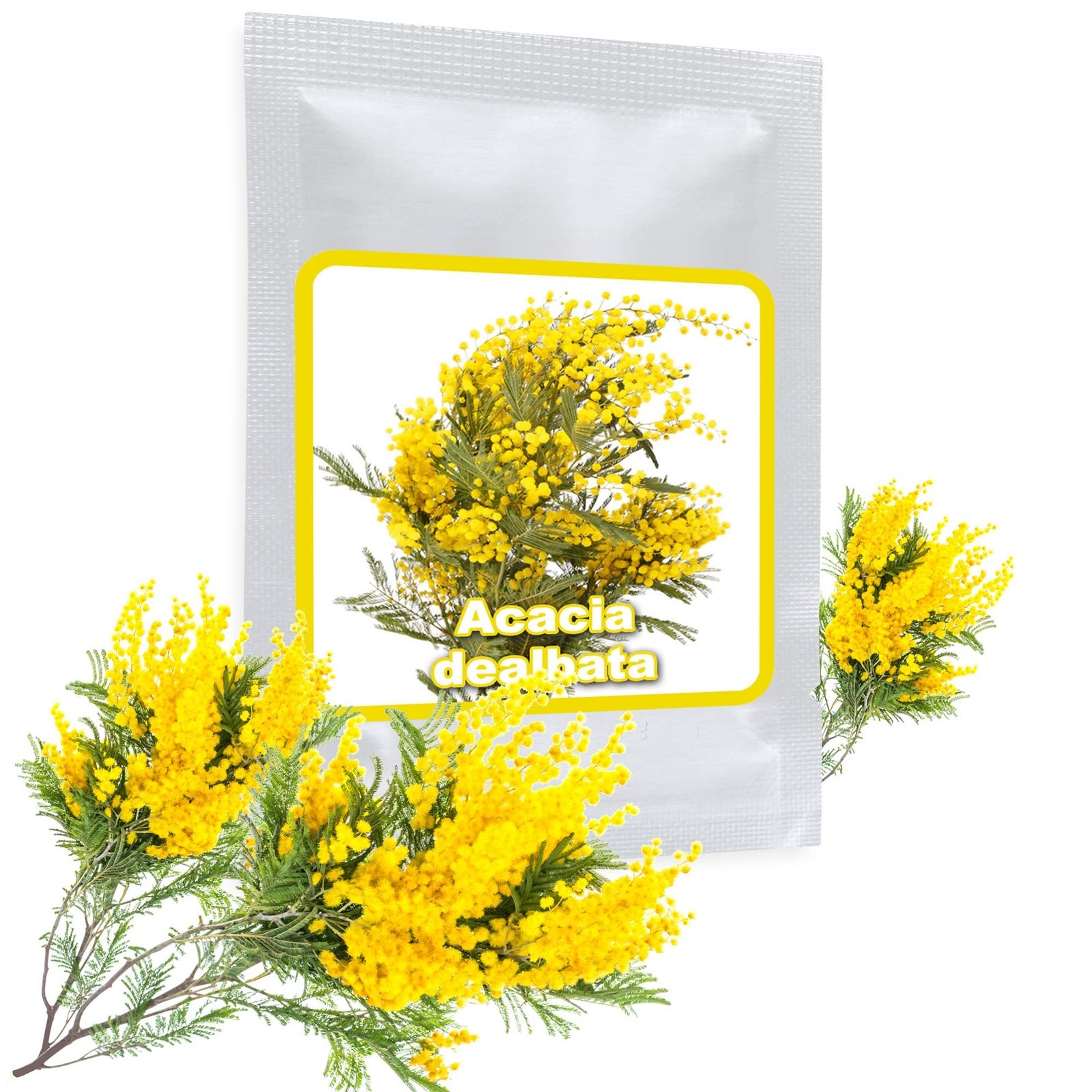 Acacia d’argento 25 Semi/Acacia dealbata/un nobile albero mediterraneo (G5P)