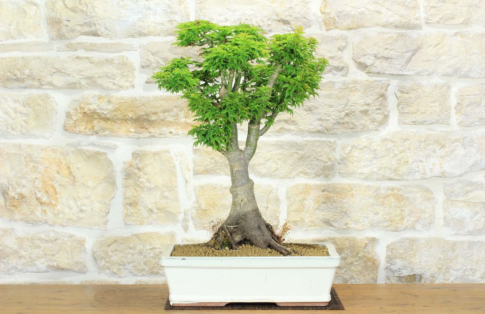Bonsai di Acero Palmato Shishigashira (9)