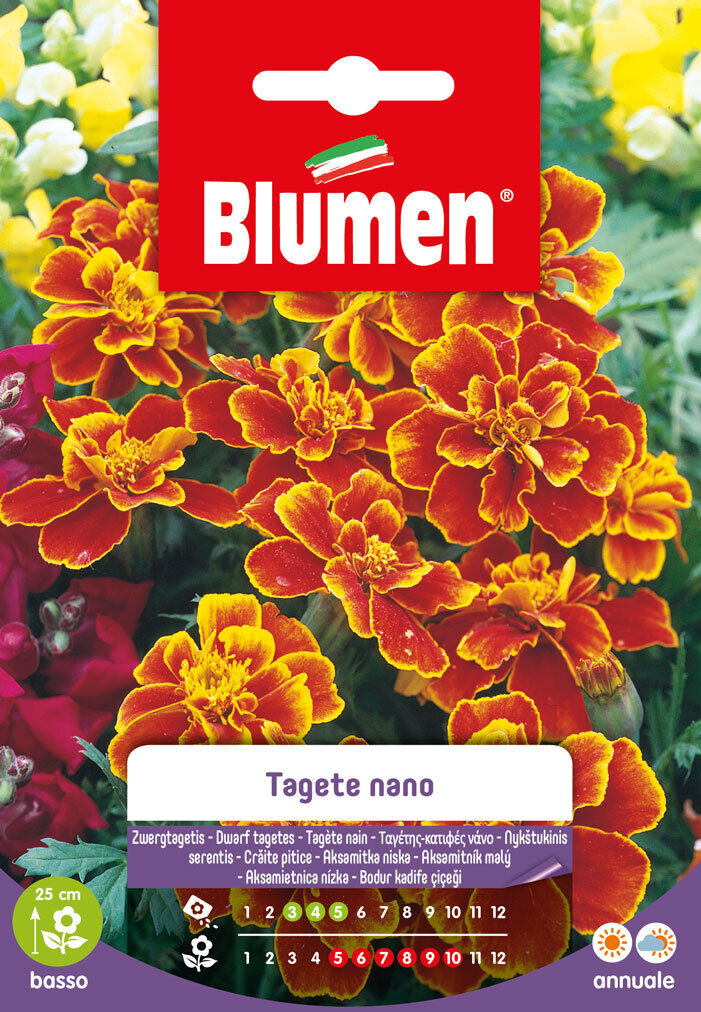 SEMI TAGETE NANO DAINTY MARIETTA BLUMEN