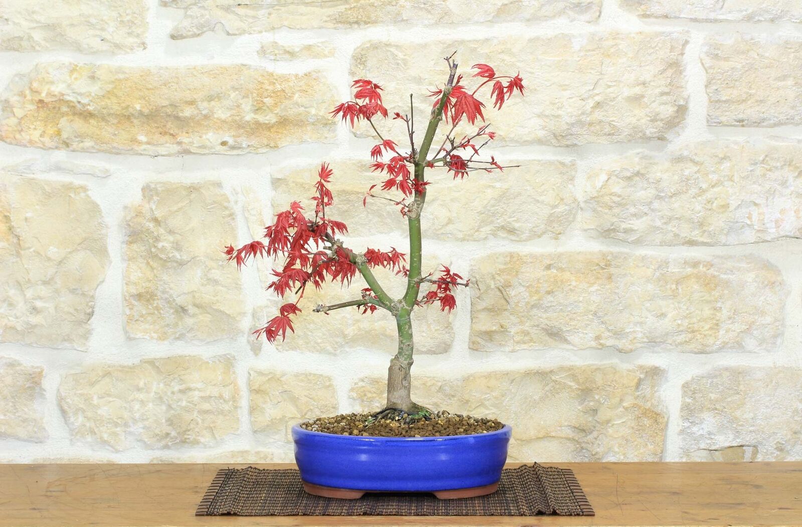 Bonsai di Acero Palmato Deshojo (66)
