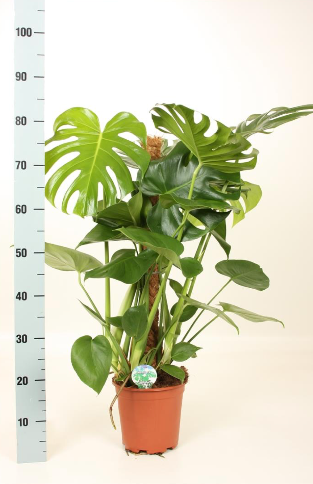 PHILODENDRON MONSTERA  H 120CM FOTO REALI