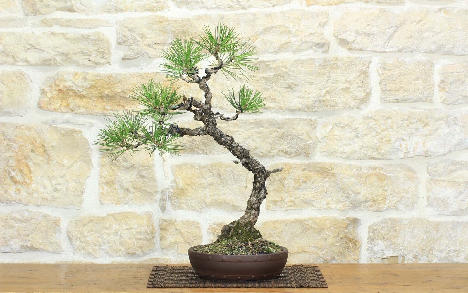 Bonsai di Pino Nero Thunbergii (69)
