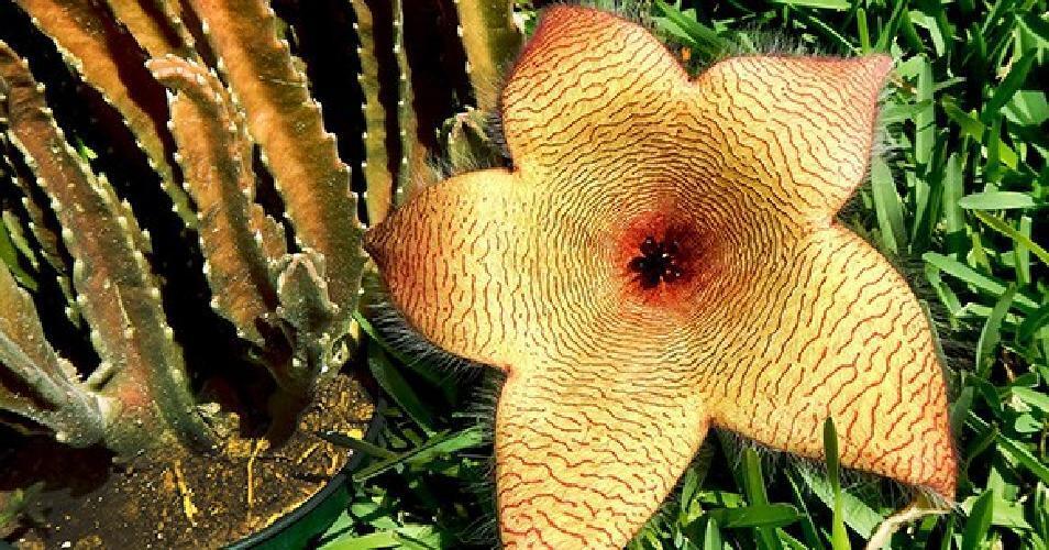 Stapelia gigantea vaso 10,5cm foto reali pianta grassa