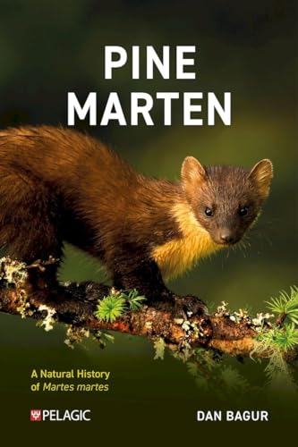 Pine Marten: The Secret Life Of Martes Martes