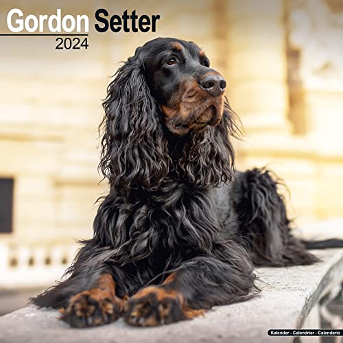 Gordon Setter Calendar 2024 | Square Dog Breed Wall Calendar - 16 Month