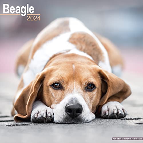 Beagle Calendar 2024 | Square Dog Breed Wall Calendar - 16 Month