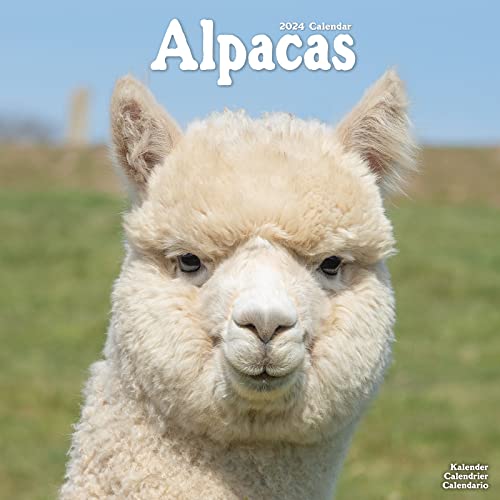 Alpacas Calendar 2024 | Square Animal Wall Calendar - 16 Month