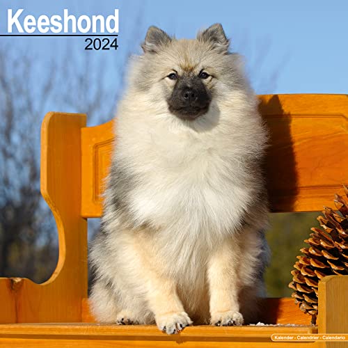 Keeshond Calendar 2024 | Square Dog Breed Wall Calendar - 16 Month
