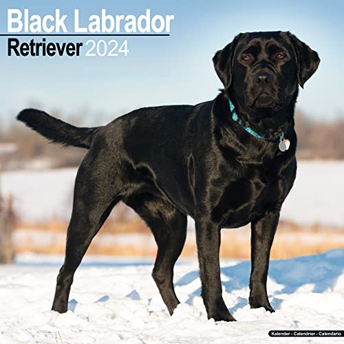 Black Labrador Retriever Calendar 2024 | Square Dog Breed Wall Calendar - 16 Month