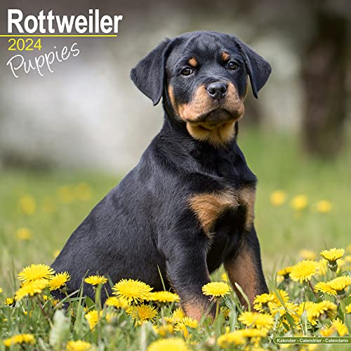Rottweiler Puppies Calendar 2024 | Square Dog Puppy Breed Wall Calendar - 16 Month