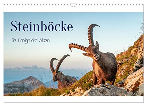 Steinböcke - Die Könige Der Alpen (Wandkalender 2025 Din A3 Quer), Calvendo Monatskalender [Calendar] Calvendo And Kramer, Michaela