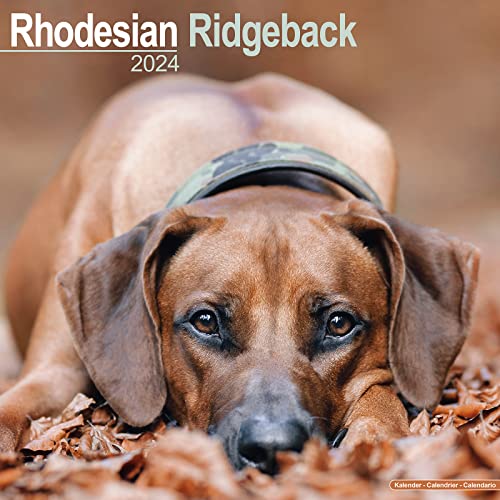 Rhodesian Ridgeback Calendar 2024 | Square Dog Breed Wall Calendar - 16 Month
