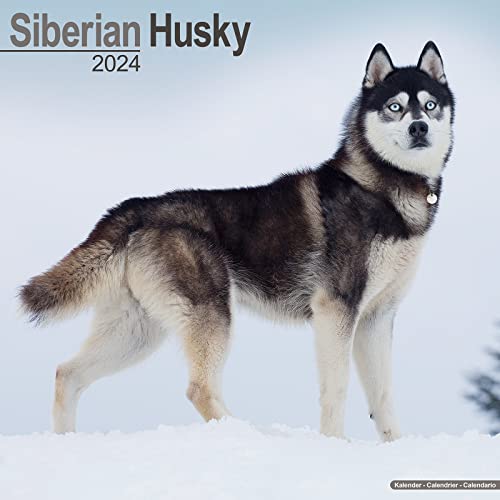 Siberian Husky Calendar 2024 | Square Dog Breed Wall Calendar - 16 Month