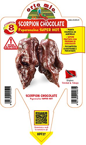 1 Pianta In Vaso Ø 14Cm Peperoncino Piccante Trinidad Scorpion Chocolate Ortomio
