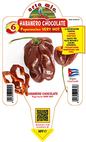 Ortomio Pianta Di Peperoncino Habanero Chocolate (In Vaso Ø 14Cm)