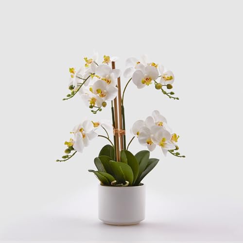 Edg Di De Gaspari Luigi Enzo Orchidea Phal Real C/Vaso 38Cm Verde Chiaro