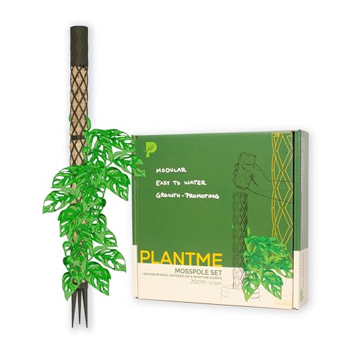 Plantme Bastone Muschio Midi – Supporto Per Piante Rampicanti, Monstera, Edera, Asta Muschiata, Supporto Per Piante, Moss Pole, Supporto Per Piante D'