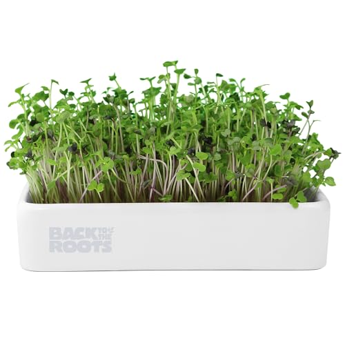 Back To The Roots Organic Microgreens Grow Kit Con Fioriera In Ceramica, Verde