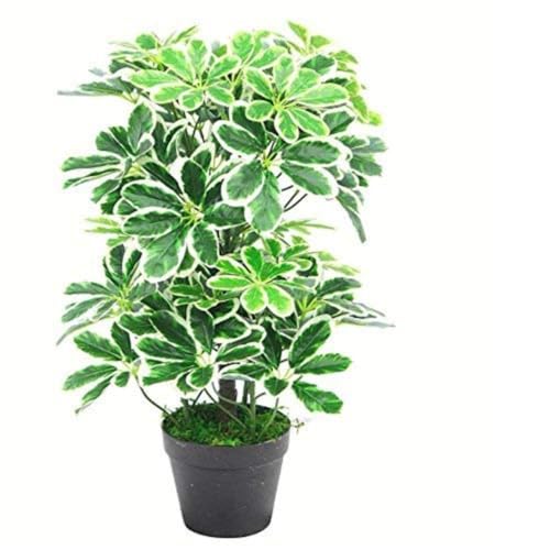 Leaf Schefflera Arboricola Artificiale (Pianta Ombrello), In Vaso Di Plastica Nero, Fogliame Chiaro, 55 Cm