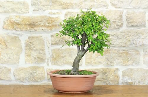 Pre Bonsai Di Albicocco Selvatico (8)