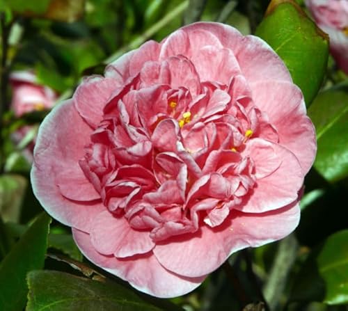 Camelia Japonica "California" Vaso 18Cm H90Cm Foto Reali