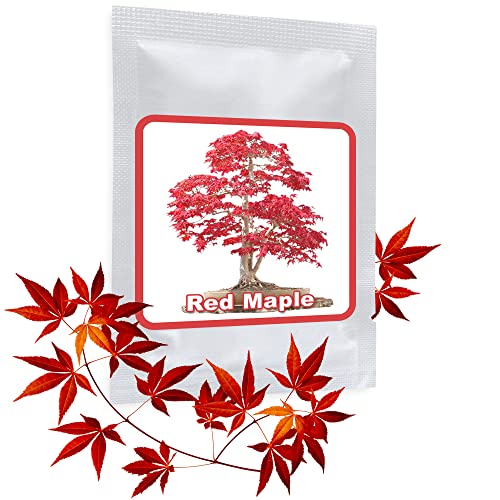 20 Semi Acero Rosso Giapponese - Semi Di Foglie D'Acero - (Acer Palmatum Atropurpureum) - Coltivabile Come Un Albero O Bonsai