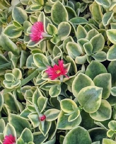 Aptenia Variegata Pianta Grassa Succulenta Tappezzante Perenne Vaso 16Cm